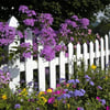Buy Varieties of Flower Seeds (Pack of 100) And Get Plant Growth Supplement Free