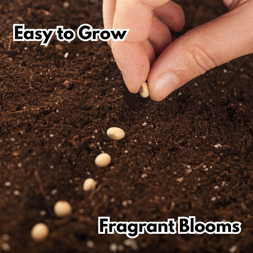 Elegant Climbing Rose Flower Seeds ( pack of 200 gram of seeds )