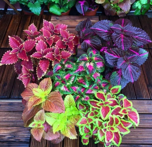 Coleus Rainbow Plant Seeds