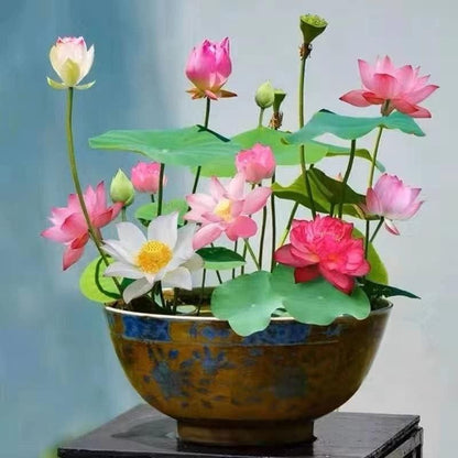 Bonsai Lotus Flower Seeds (50pc)
