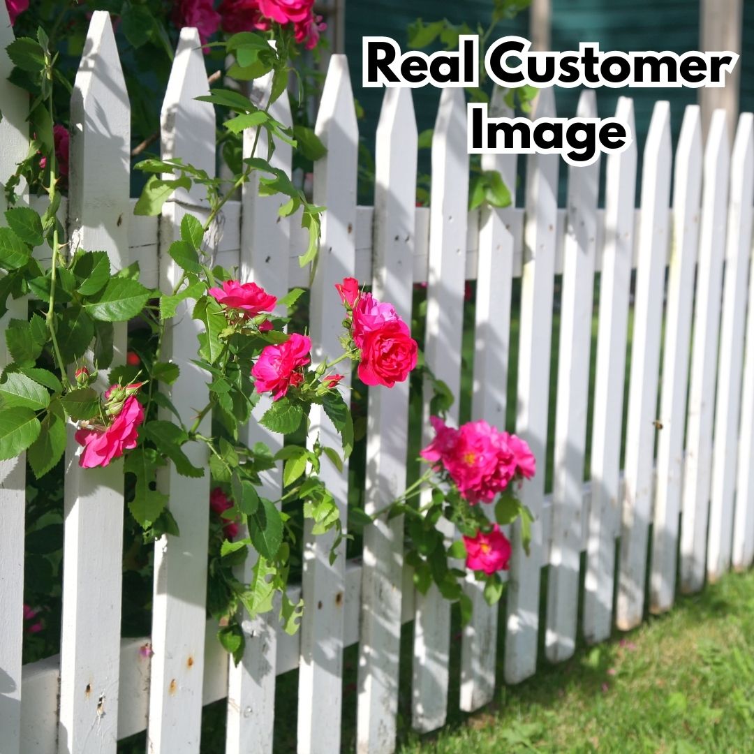Elegant Climbing Rose Flower Seeds  ( pack of 200 gram of seeds )