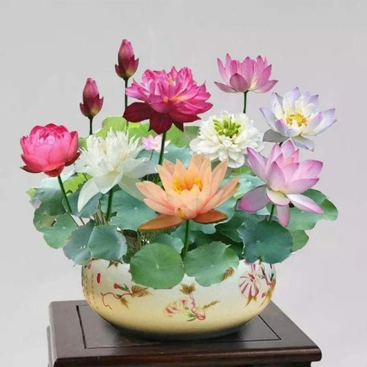 Bonsai Lotus Flower Seeds (50pc)