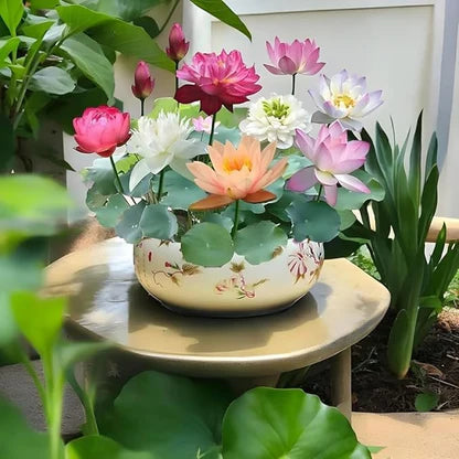 Bonsai Lotus Flower Seeds (50pc)
