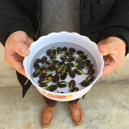 Bonsai Lotus Flower Seeds (50pc)