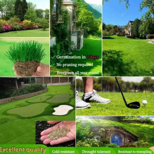 Grass Seeds Hybrid Best For Your Beautiful Home Gardening (Pack Of 450 gram of seeds)