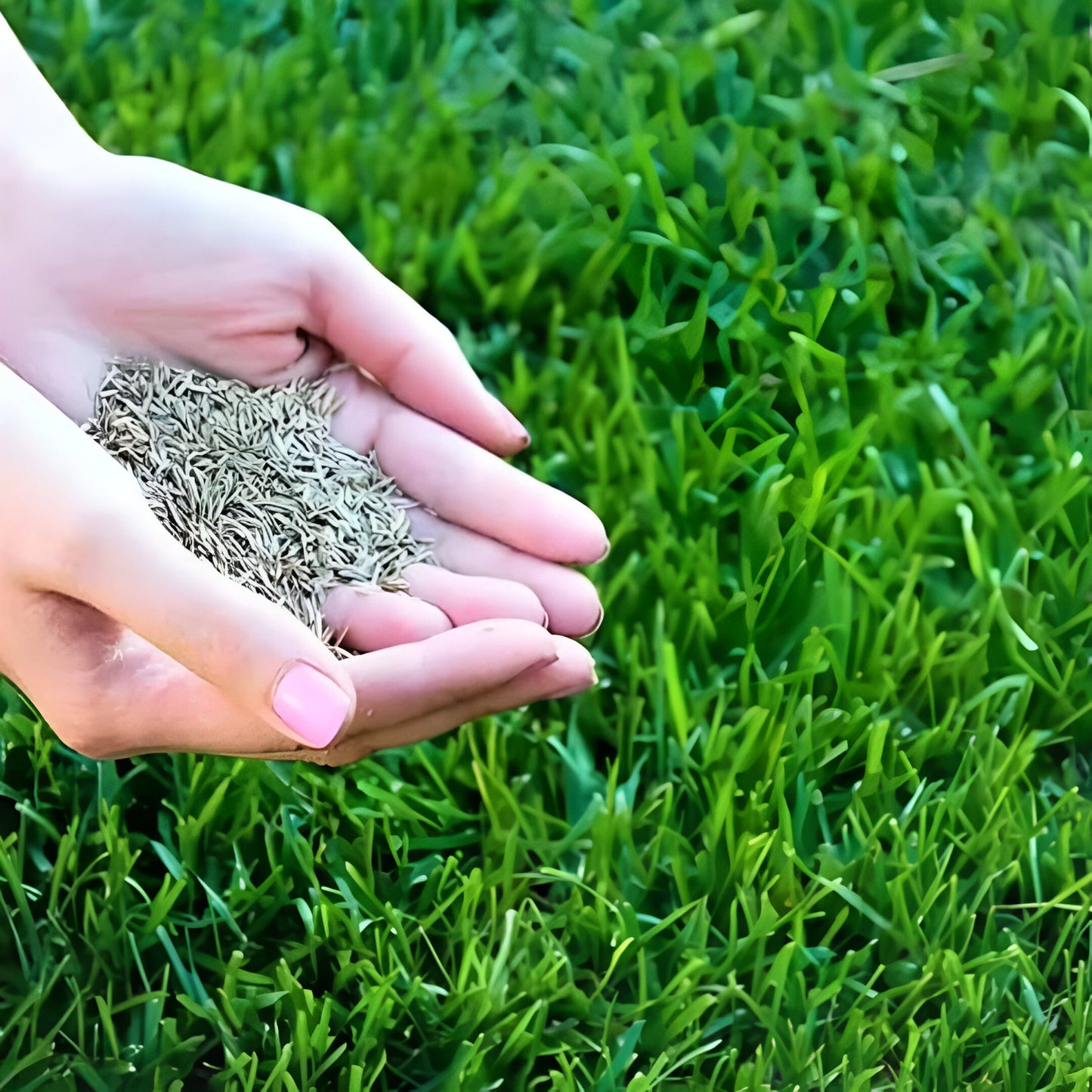Grass Seeds Hybrid Best For Your Beautiful Home Gardening (Pack Of 450 gram of seeds)