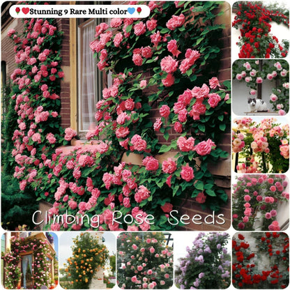 Elegant Climbing Rose Flower Seeds  ( pack of 200 gram of seeds )
