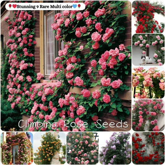 Elegant Climbing Rose Flower Seeds  ( pack of 200 gram of seeds )