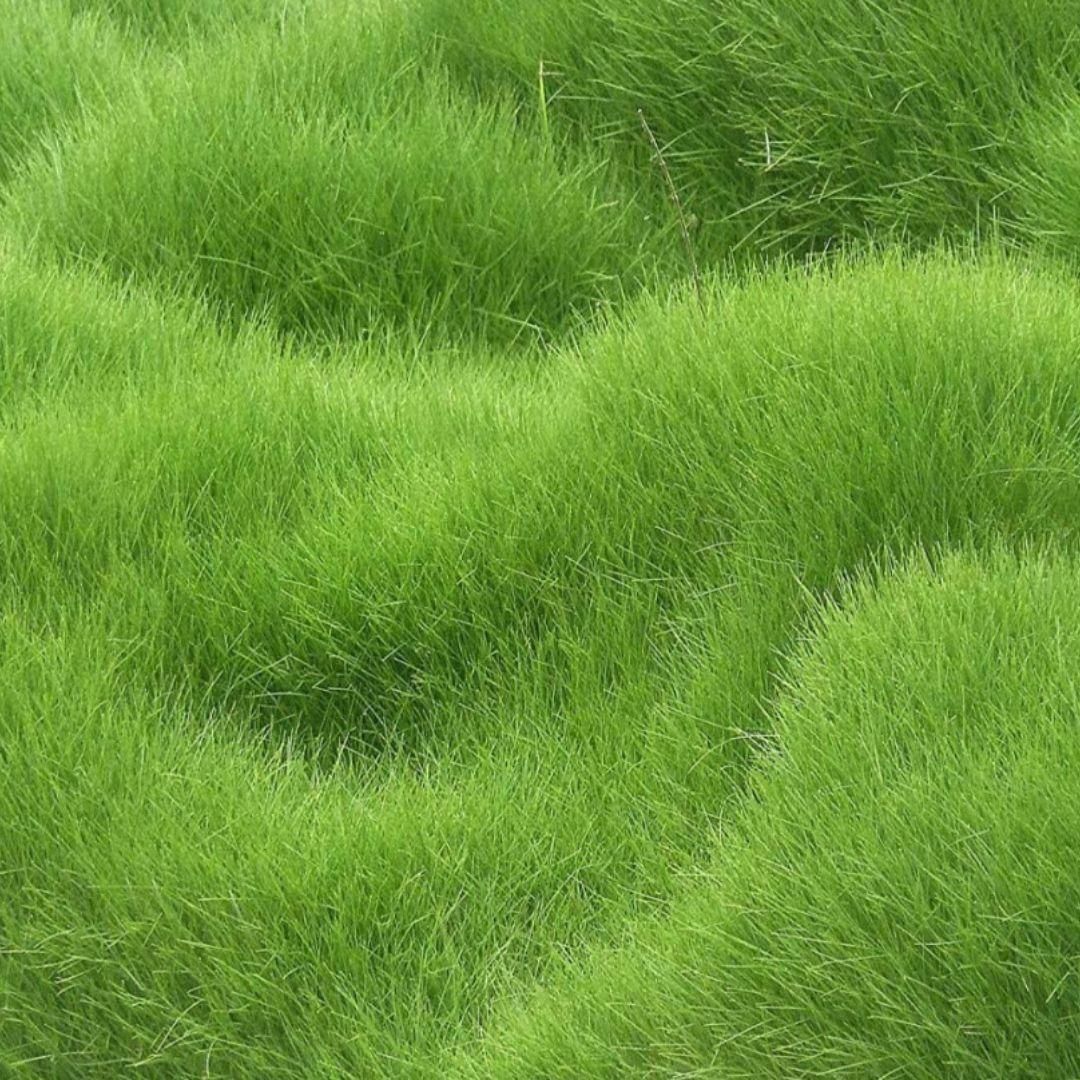 Grass Seeds Hybrid Best For Your Beautiful Home Gardening (Pack Of 450 gram of seeds)