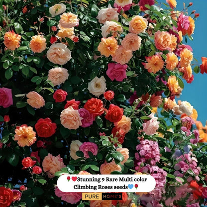 Elegant Climbing Rose Flower Seeds  ( pack of 200 gram of seeds )
