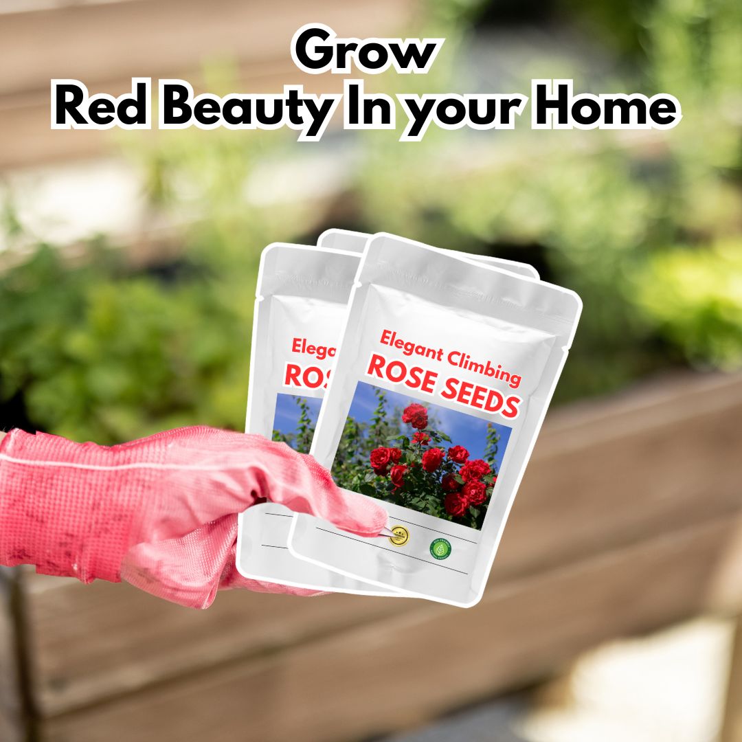 Elegant Climbing Rose Flower Seeds  ( pack of 200 gram of seeds )