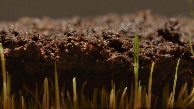 Grass Seeds Hybrid Best For Your Beautiful Home Gardening (Pack Of 450 gram of seeds)