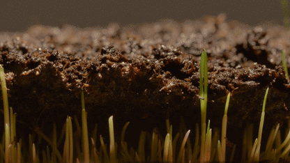 Grass Seeds Hybrid Best For Your Beautiful Home Gardening (Pack Of 450 gram of seeds)
