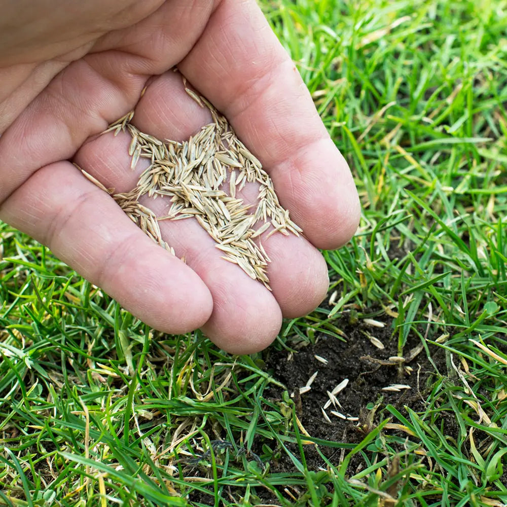 Grass Seeds Hybrid Best For Your Beautiful Home Gardening (Pack Of 450 gram of seeds)