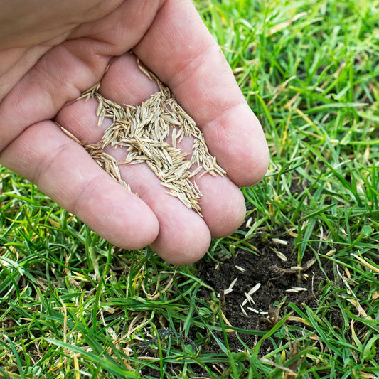 Grass Seeds Hybrid Best For Your Beautiful Home Gardening (Pack Of 450 gram of seeds)