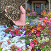 Buy Varieties of Flower Seeds (Pack of 100) And Get Plant Growth Supplement Free