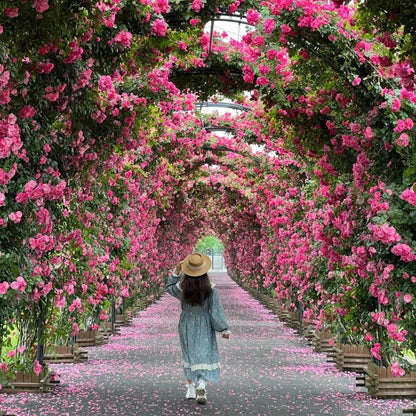 Elegant Climbing Rose Flower Seeds  ( pack of 200 gram of seeds )