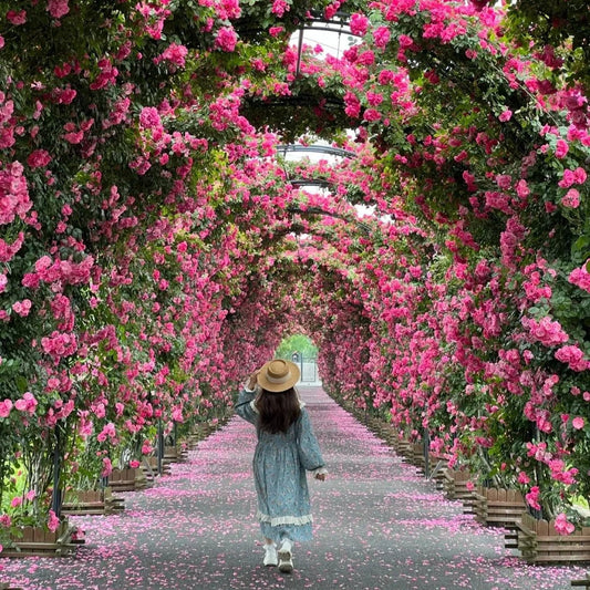Elegant Climbing Rose Flower Seeds  ( pack of 200 gram of seeds )
