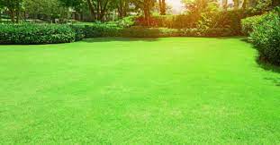 Grass Seeds Hybrid Best For Your Beautiful Home Gardening (Pack Of 450 gram of seeds)