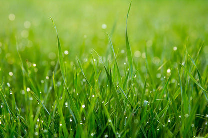 Grass Seeds Hybrid Best For Your Beautiful Home Gardening (Pack Of 450 gram of seeds)